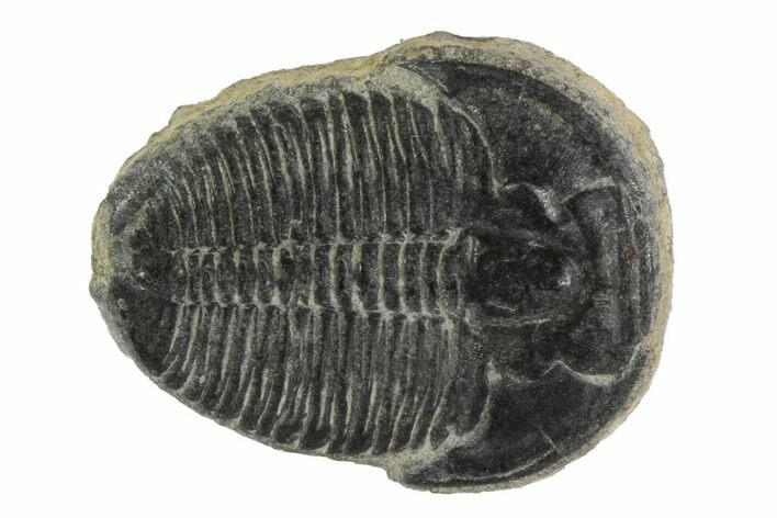 Elrathia Trilobite Fossil - Utah #97019
